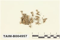 藏品(羊角衣)的圖片